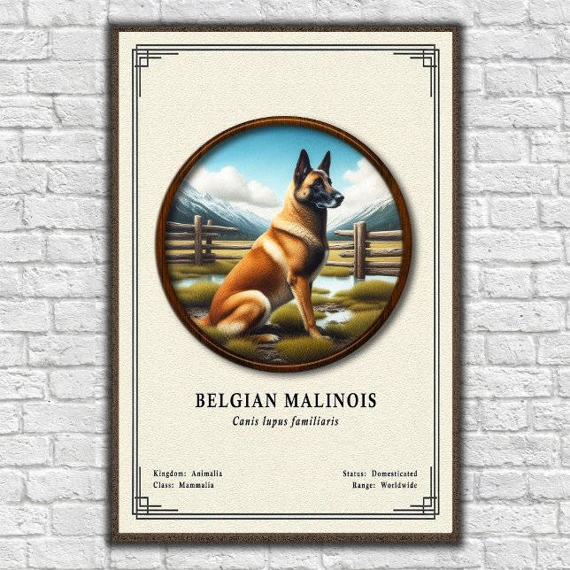 Poster Série de zoologie du Malinois belge (Créateur téléchargé)