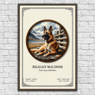 Poster Série de zoologie du Malinois belge