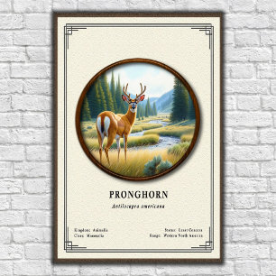 Poster Série de zoologie sur l'Antilope d'Amérique (Prong