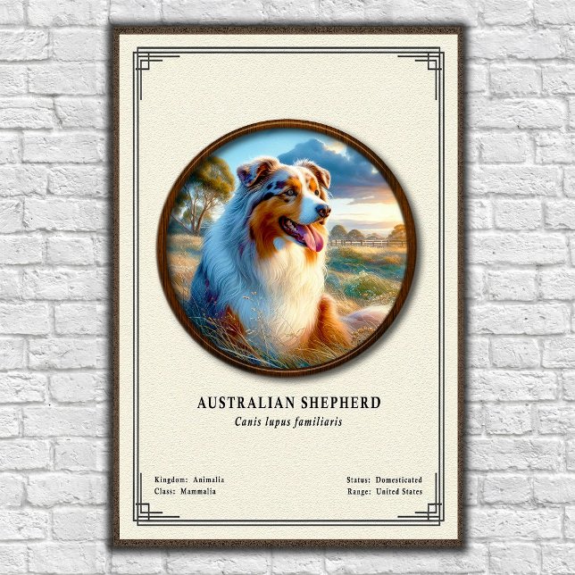 Poster Série de zoologie sur le berger australien (Créateur téléchargé)
