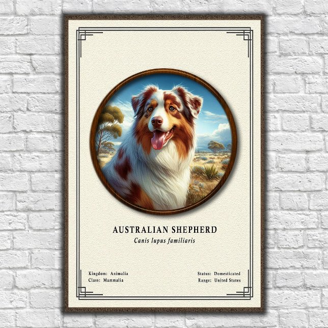 Poster Série de zoologie sur le berger australien (Créateur téléchargé)