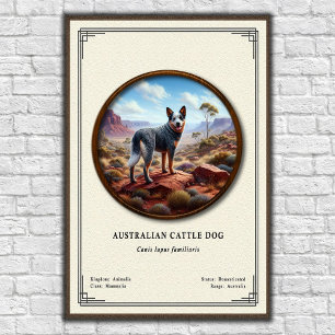 Poster Série de zoologie sur le chien de berger australie