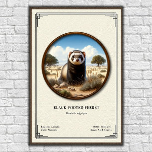 Poster Série de zoologie sur le furet à pattes noires