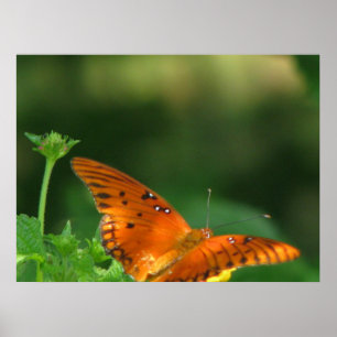 Poster Série papillon