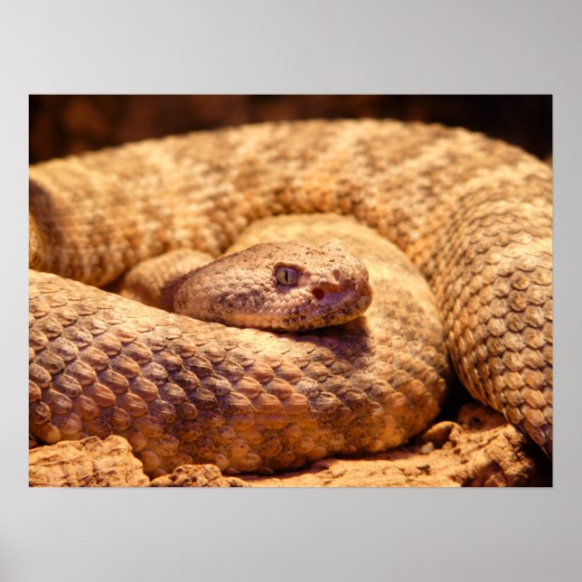 Poster Serpent à sonnette tacheté effrayant (Devant)