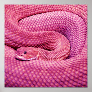 Poster Serpent à sonnettes rose de basilic