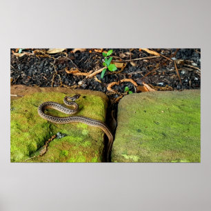 Poster Serpent brun du Texas