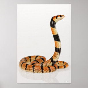 Poster Serpent corail africain (Aspidelaps lubricus)