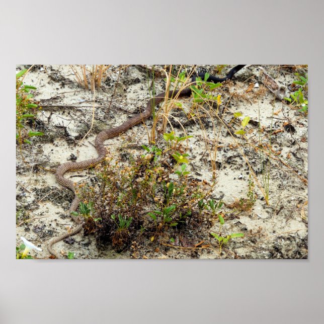 Poster Serpent de charcuterie (Devant)