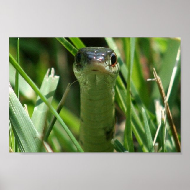 Poster Serpent de Garter dans l'herbe (Devant)