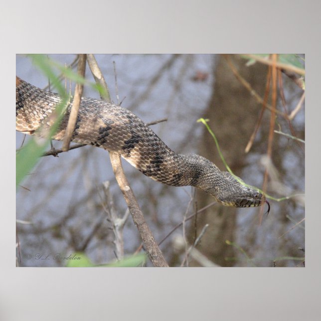 Poster Serpent d'eau (Devant)