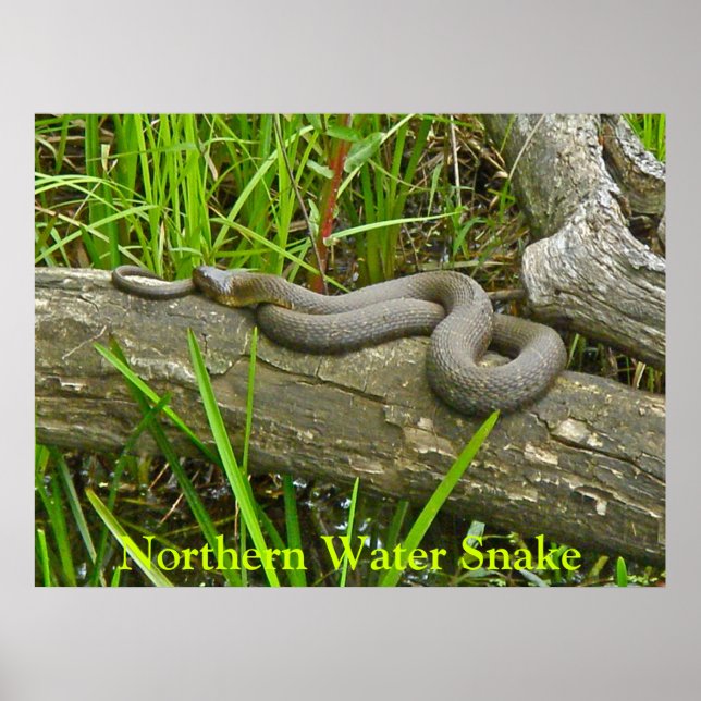 Poster Serpent d'eau du Nord reposant sur le journal de p (Devant)