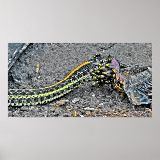 Poster Serpent Garter
