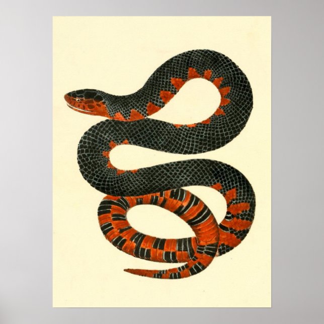 Poster Serpent noir et rouge (Devant)