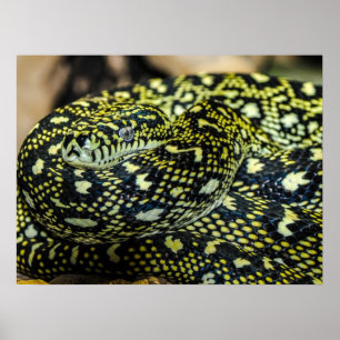 Poster Serpent Python de Tapis Jungle