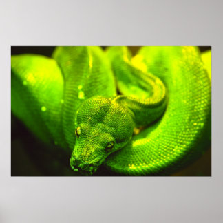 Poster Serpent vert brut -