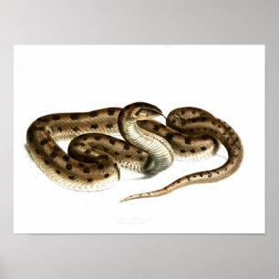 Poster Serpent vintage Dessin à points Brown-Africain