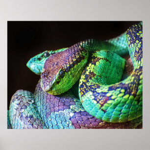 Poster Serpents colorés