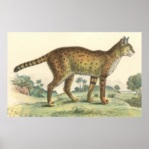 Poster Serval
