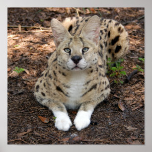 Poster serval 003