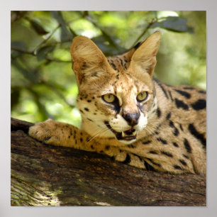 Poster serval 035