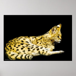 Poster Serval Print