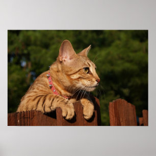 Poster Serval Savannah Kitten USA Canvas Imprimer