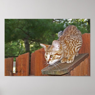 Poster Serval Savannah Kitten USA Canvas Imprimer