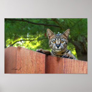 Poster Serval Savannah Kitten USA Canvas Print