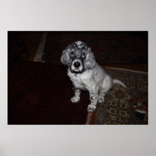 Poster Setter anglais