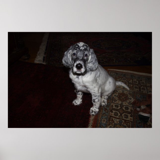 Poster Setter anglais (Devant)