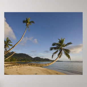 Poster Seychelles, île de Mahe, palmier horizontal,