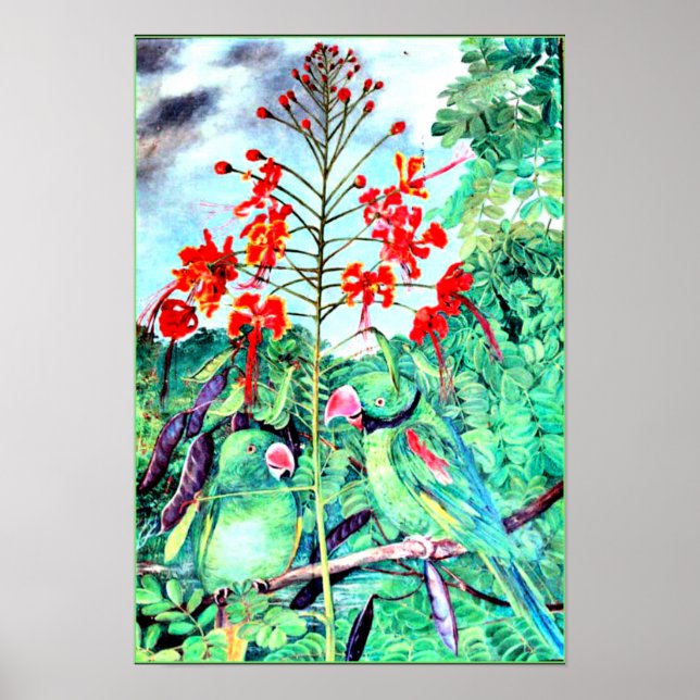 Poster Seychelles Parakeet, Psittacula wardi (Devant)