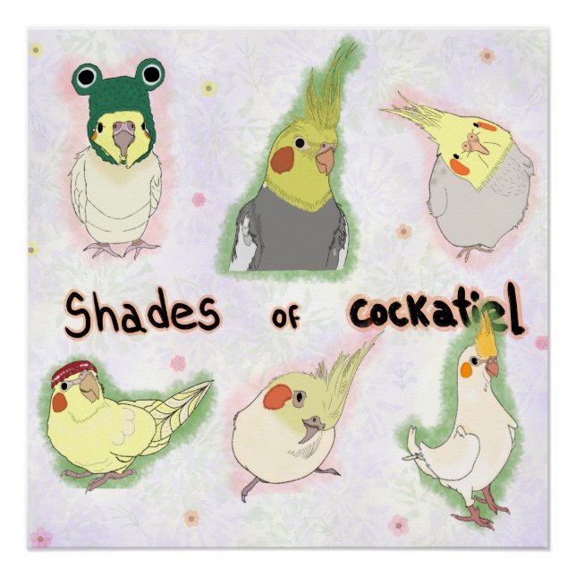 Poster Shades of Cockatiel (Devant)