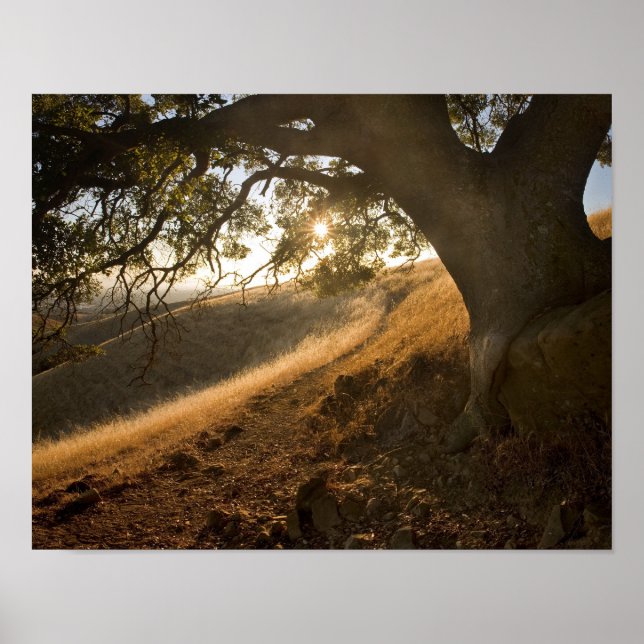 Poster Shady Oak et California Susnet Print (Devant)