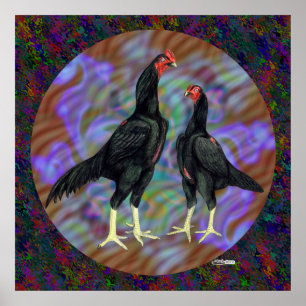 Poster Shamo:  Black Pair