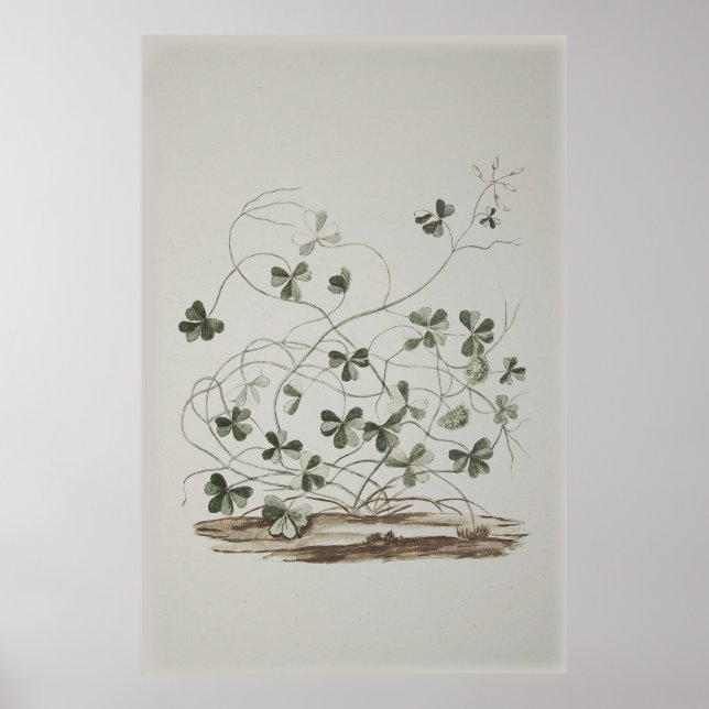 Poster Shamrock vintage (Devant)