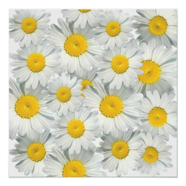Poster Shasta Daisies (Devant)
