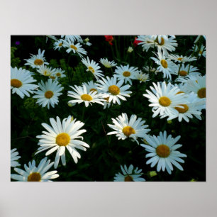 Poster Shasta Daisies II