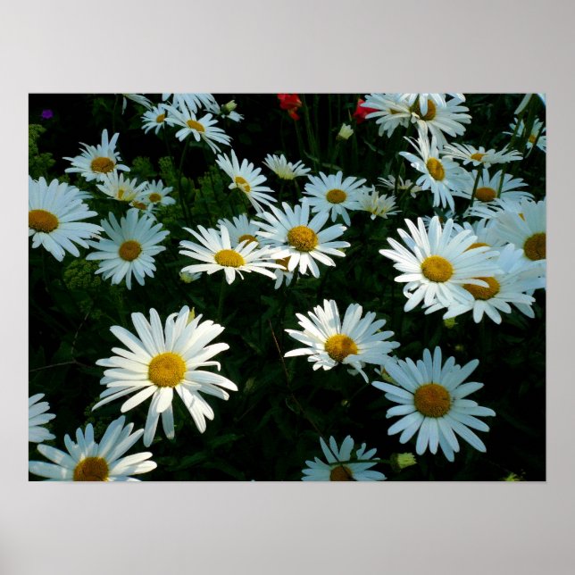 Poster Shasta Daisies II (Devant)