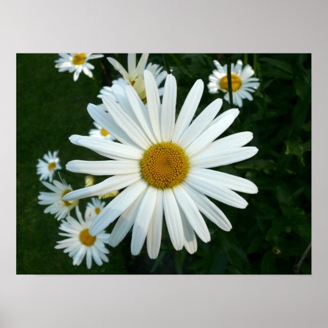 Poster Shasta Daisy (Devant)