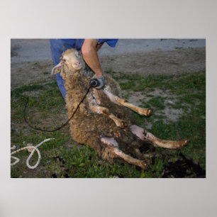 Poster Shearer à mouton occupé