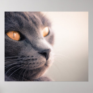 Poster Sheba Cat