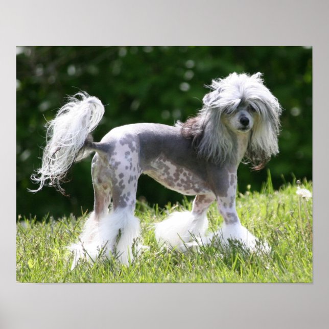 Poster Sheeba - Crestie Showoff (Devant)