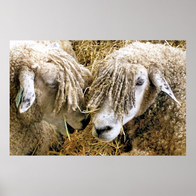 POSTER SHEEP (Devant)
