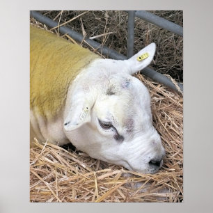 POSTER SHEEP