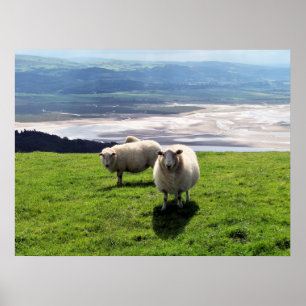 POSTER SHEEP DE MONTAGNE