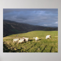SHEEP DE MONTAGNE