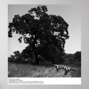 Poster Sheep, Hopland Station, par Ansel Adams