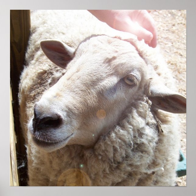 Poster Sheep The Good Shepherd Christian Art photo (Devant)
